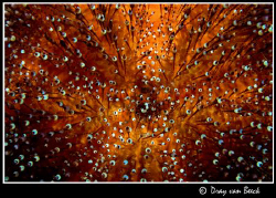 sea urchin by Dray Van Beeck 